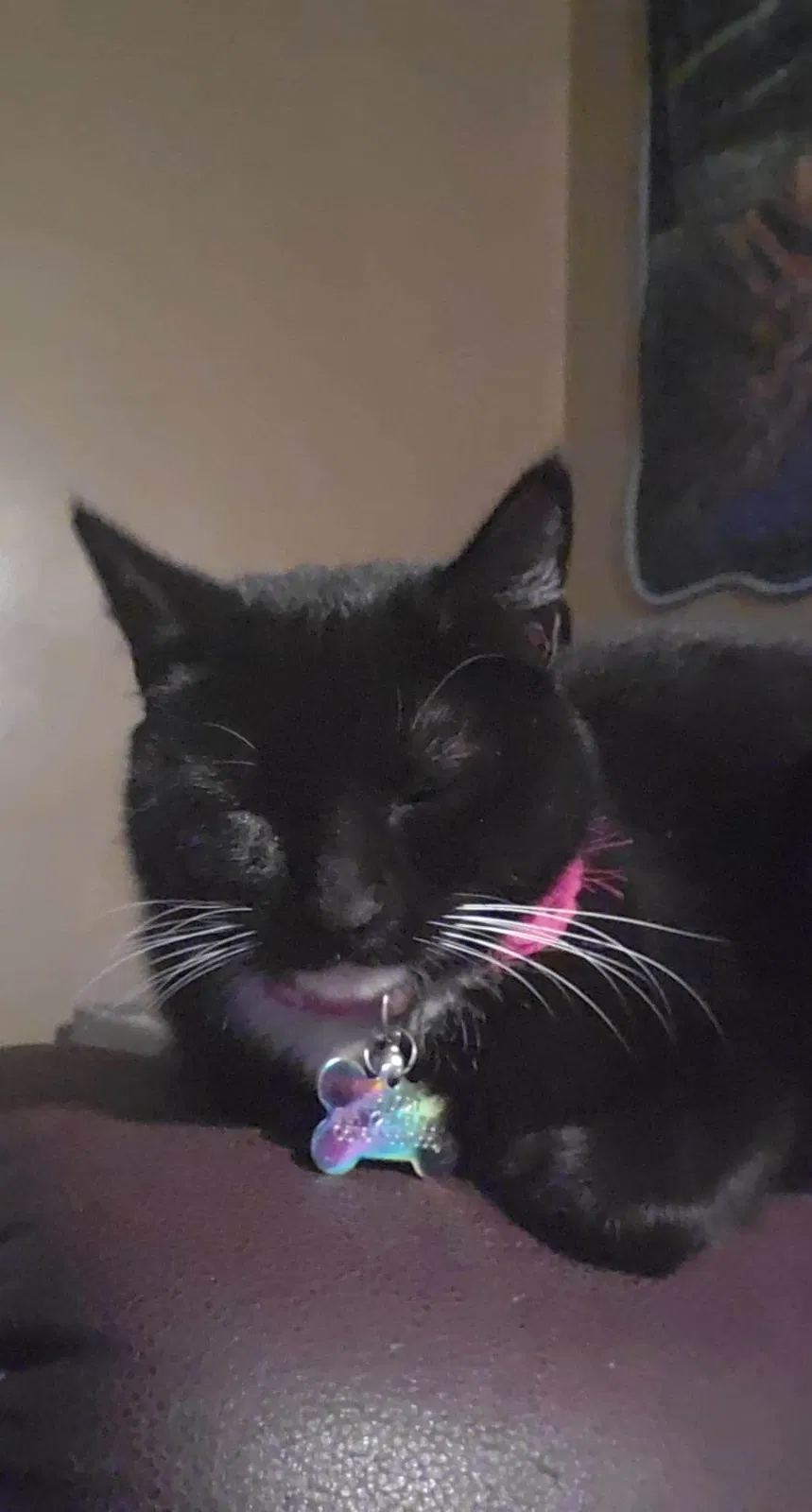 Lost cat in Rockford, IL, 61109