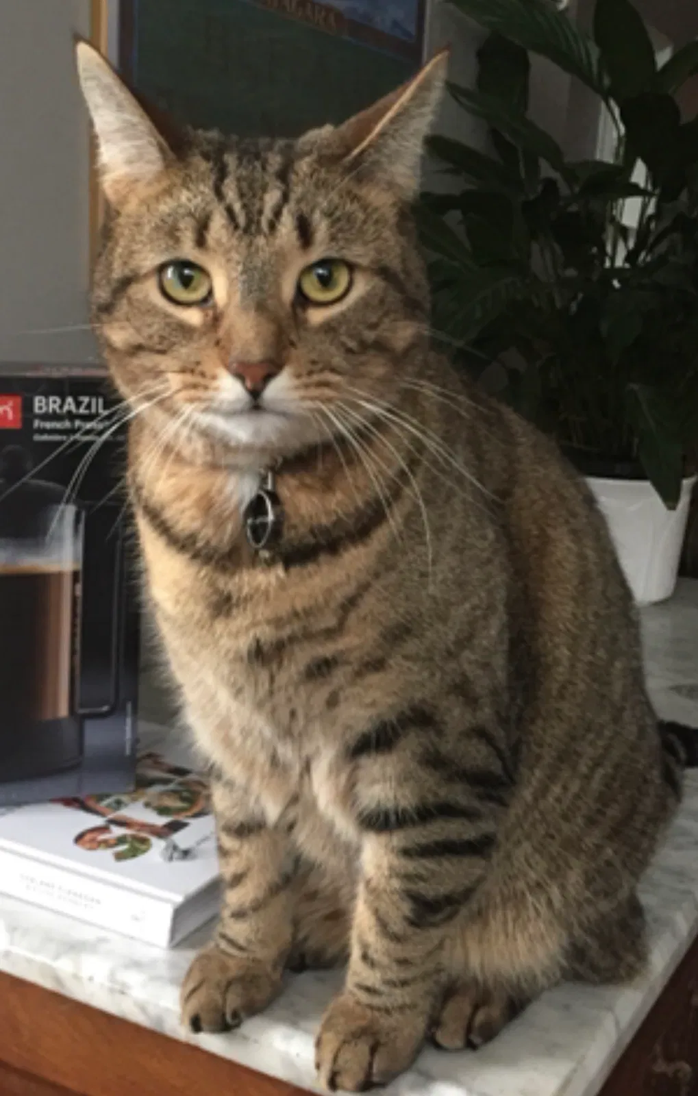 Lost cat in Syracuse, NY, 13203