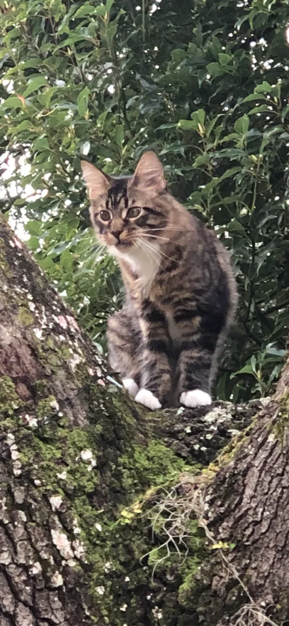 Lost cat in Lake Mary, FL, 32746