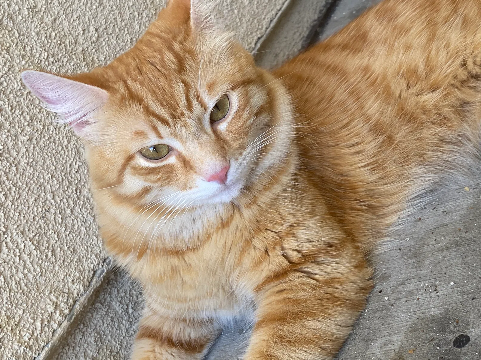 Lost cat in Rancho Cucamonga, CA, 91701