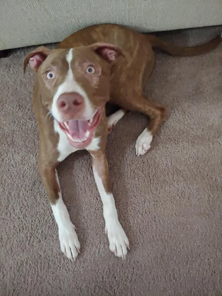 Found dog in Fort Bragg, NC, 28307