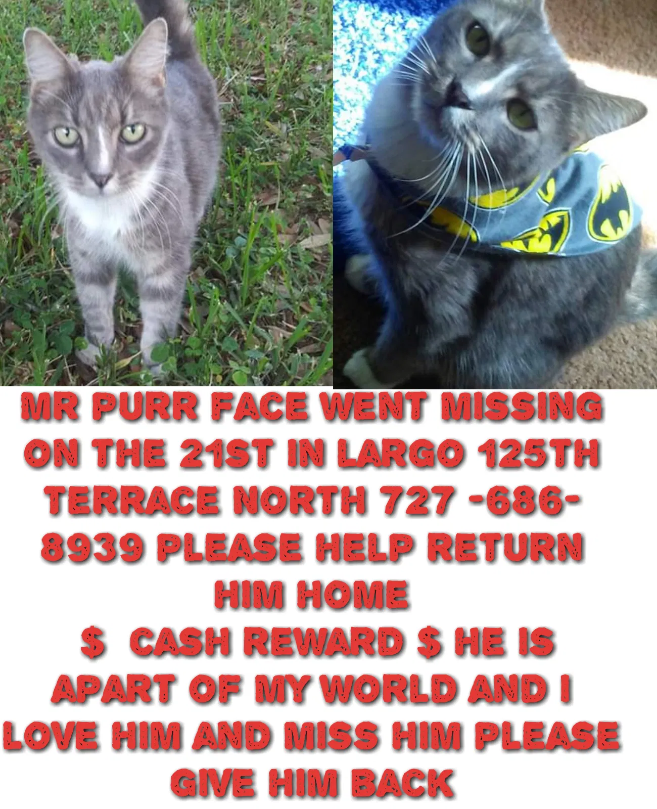 Lost cat in Largo, FL, 33773
