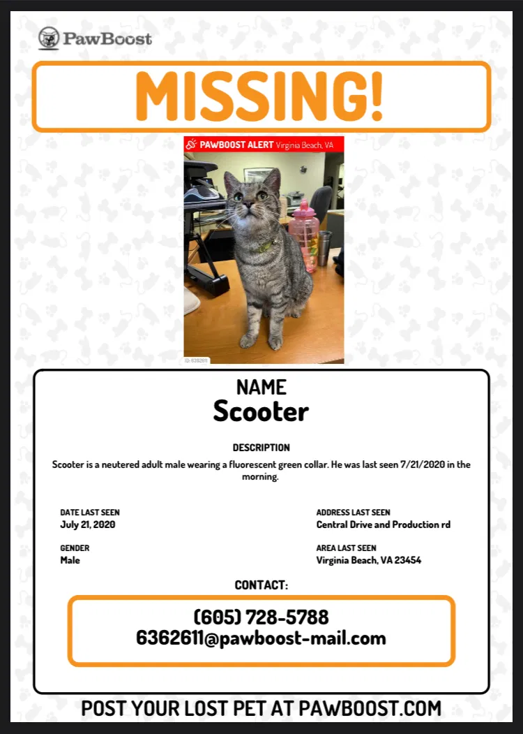 Lost cat in Virginia Beach, VA, 23454