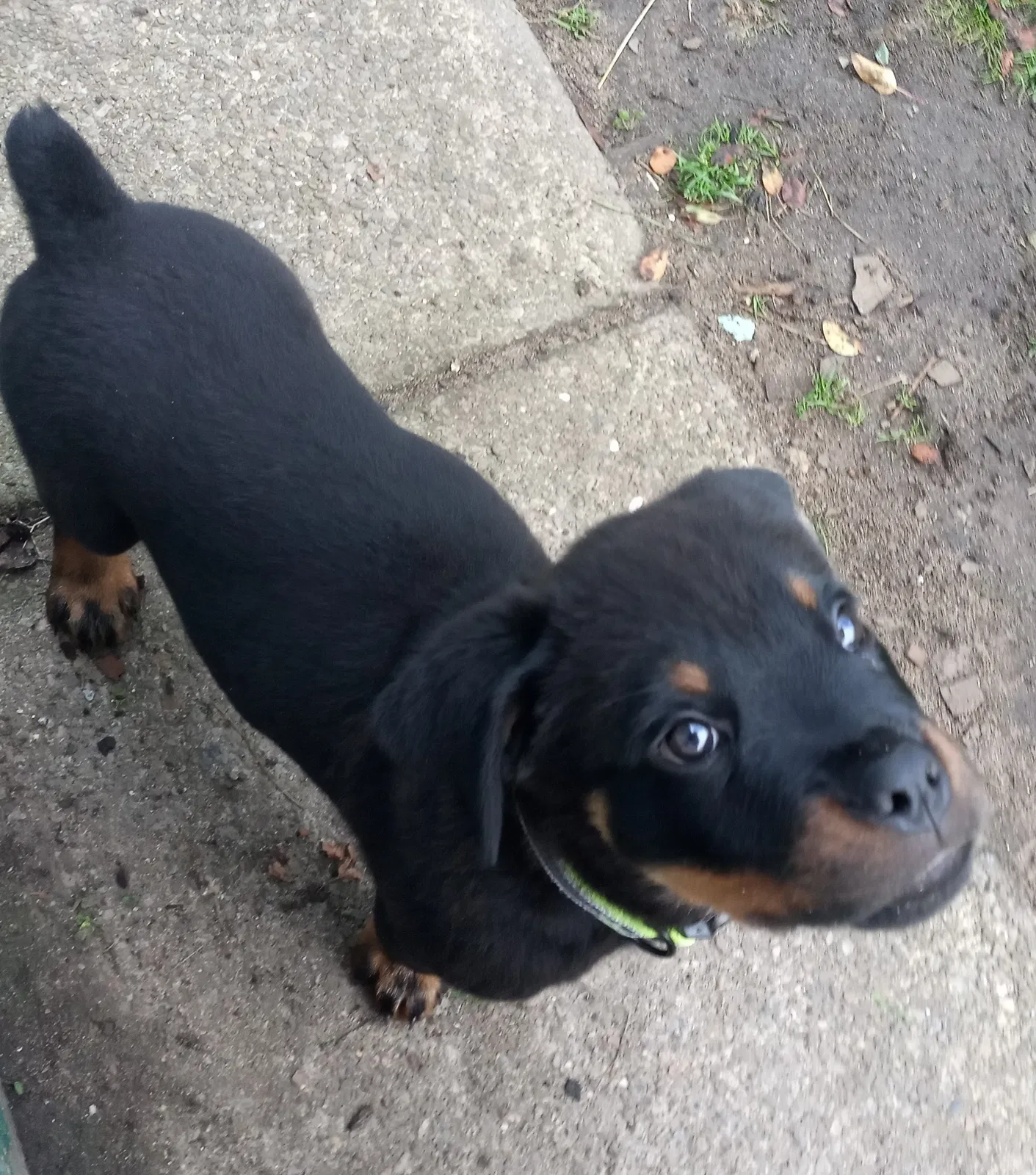 Lost dog in Cleveland, OH, 44102