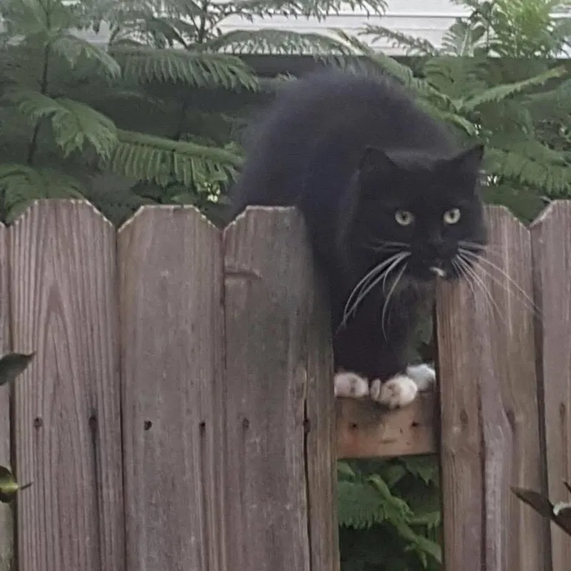 Lost cat in Port Charlotte, FL, 33952