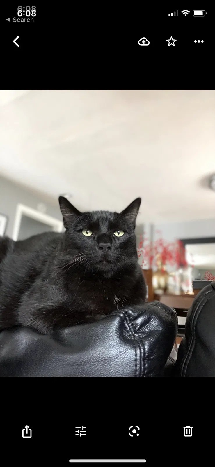 Lost cat in Randolph, MA, 2368