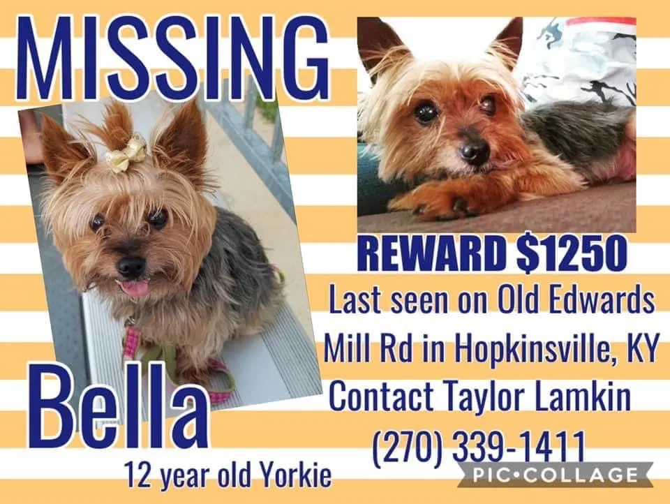 Lost dog in Hopkinsville, KY, 42240