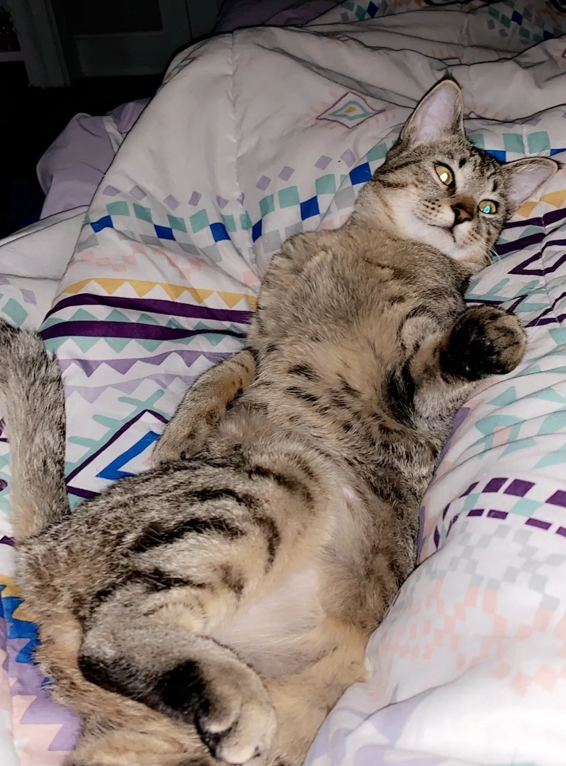 Lost cat in Greenville, SC, 29617