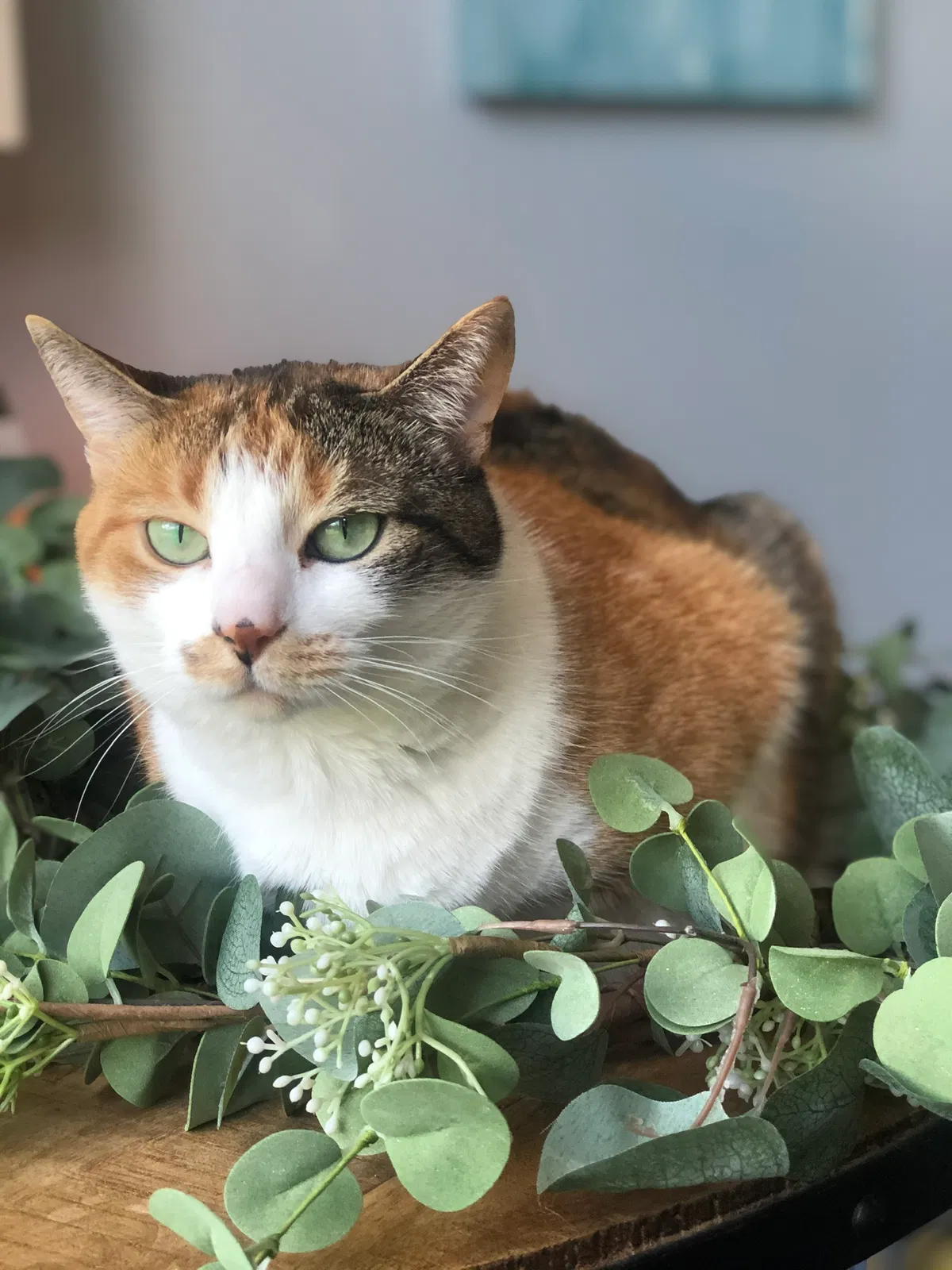 Lost cat in Pfafftown, NC, 27040
