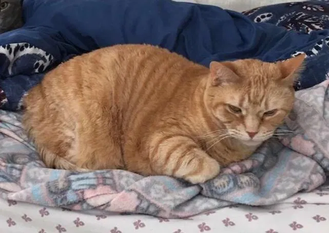 Lost cat in Chesapeake, VA, 23321