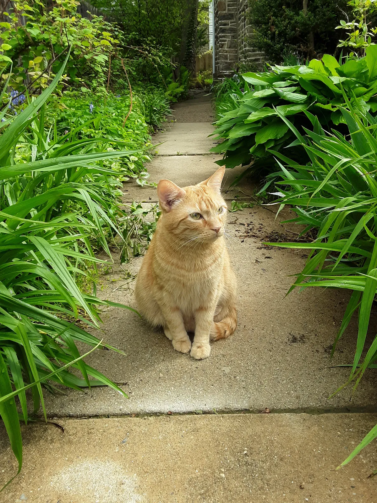 Lost cat in Philadelphia, PA, 19119