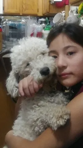 Lost dog in Sandy, UT, 84070