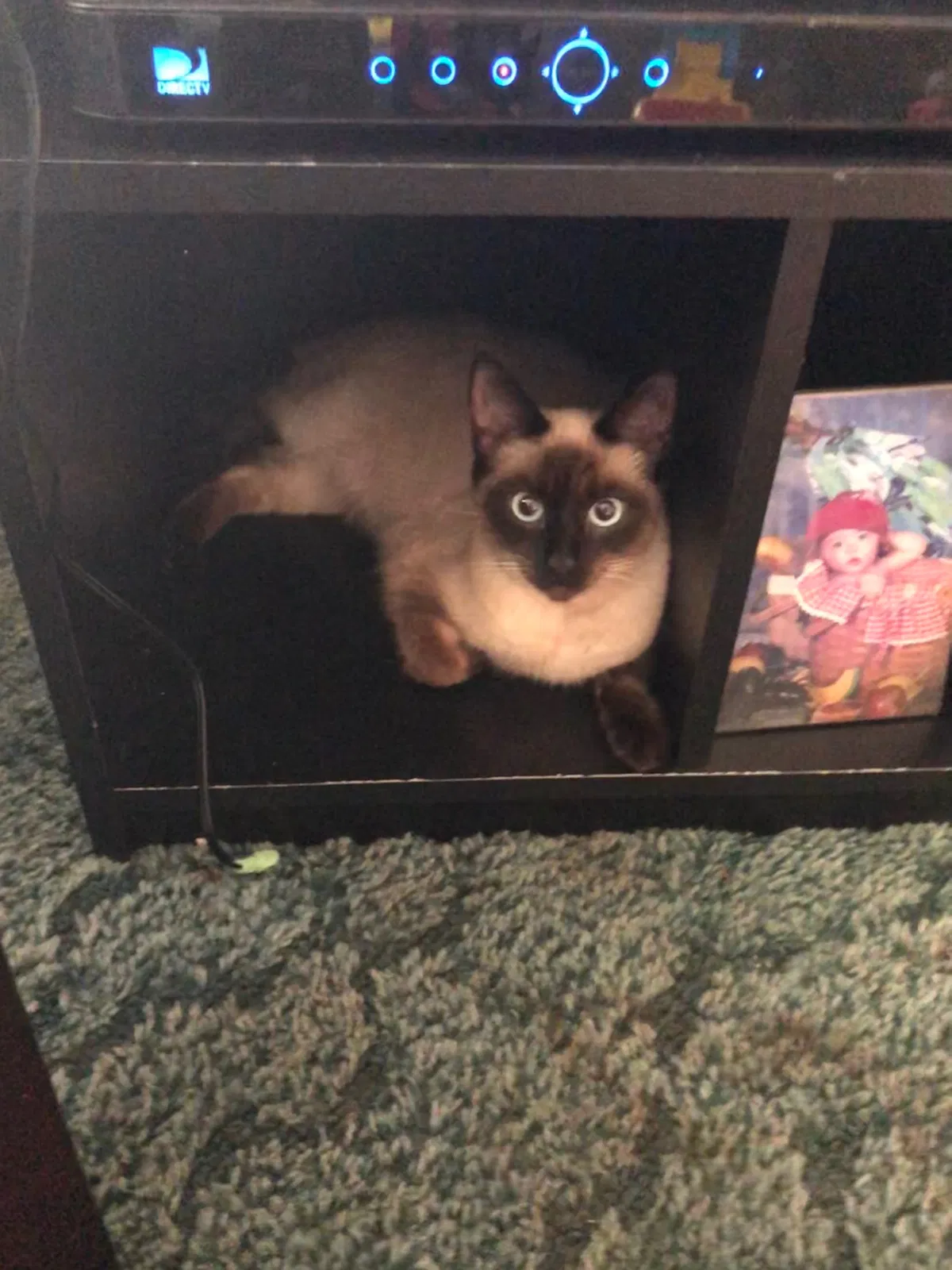 Lost cat in Keystone Heights, FL, 32656