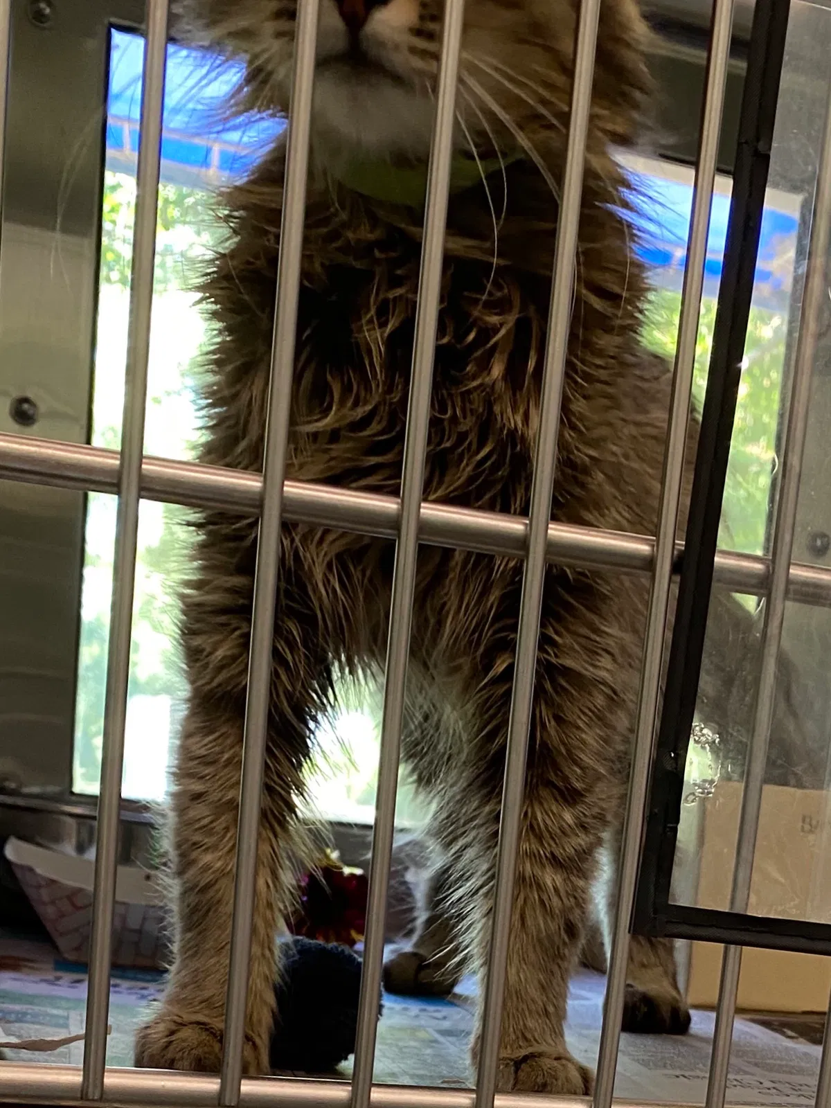 Lost cat in Charlotte, NC, 28270