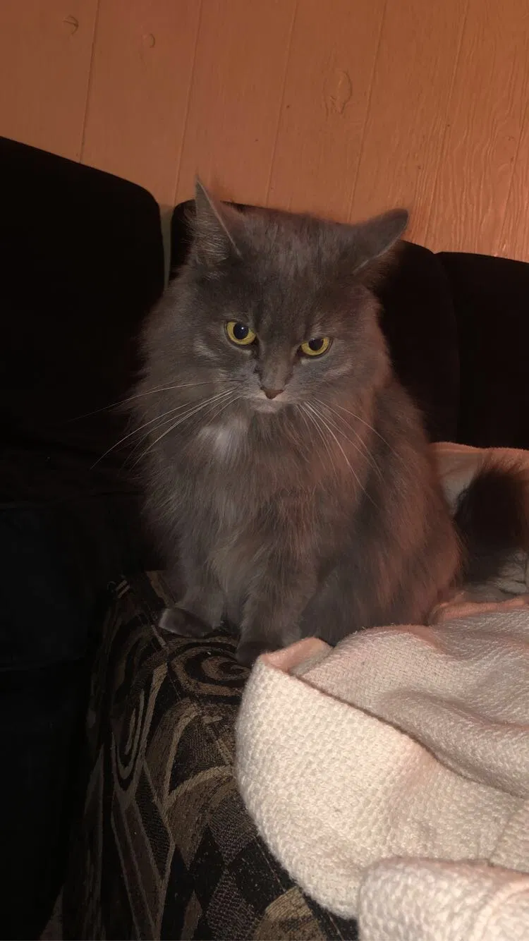 Lost cat in North Attleboro, MA, 2760