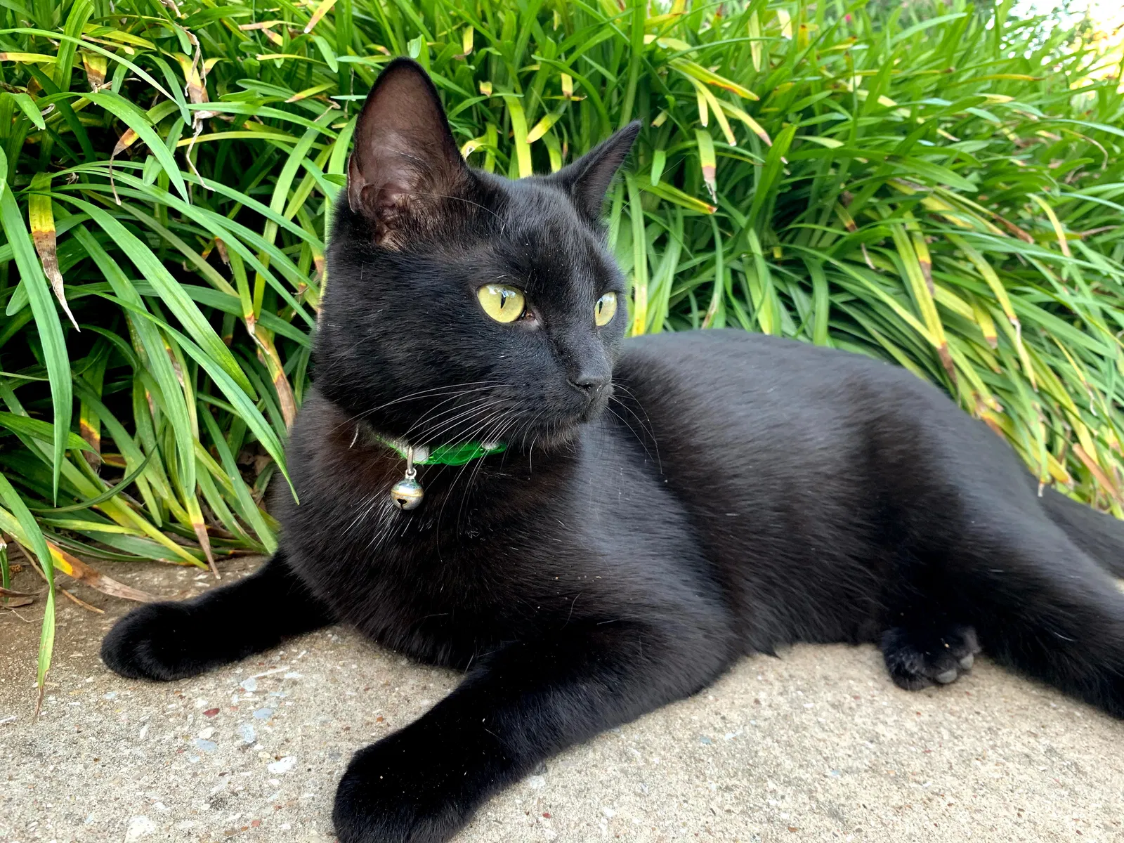 Lost cat in Flower Mound, TX, 75028