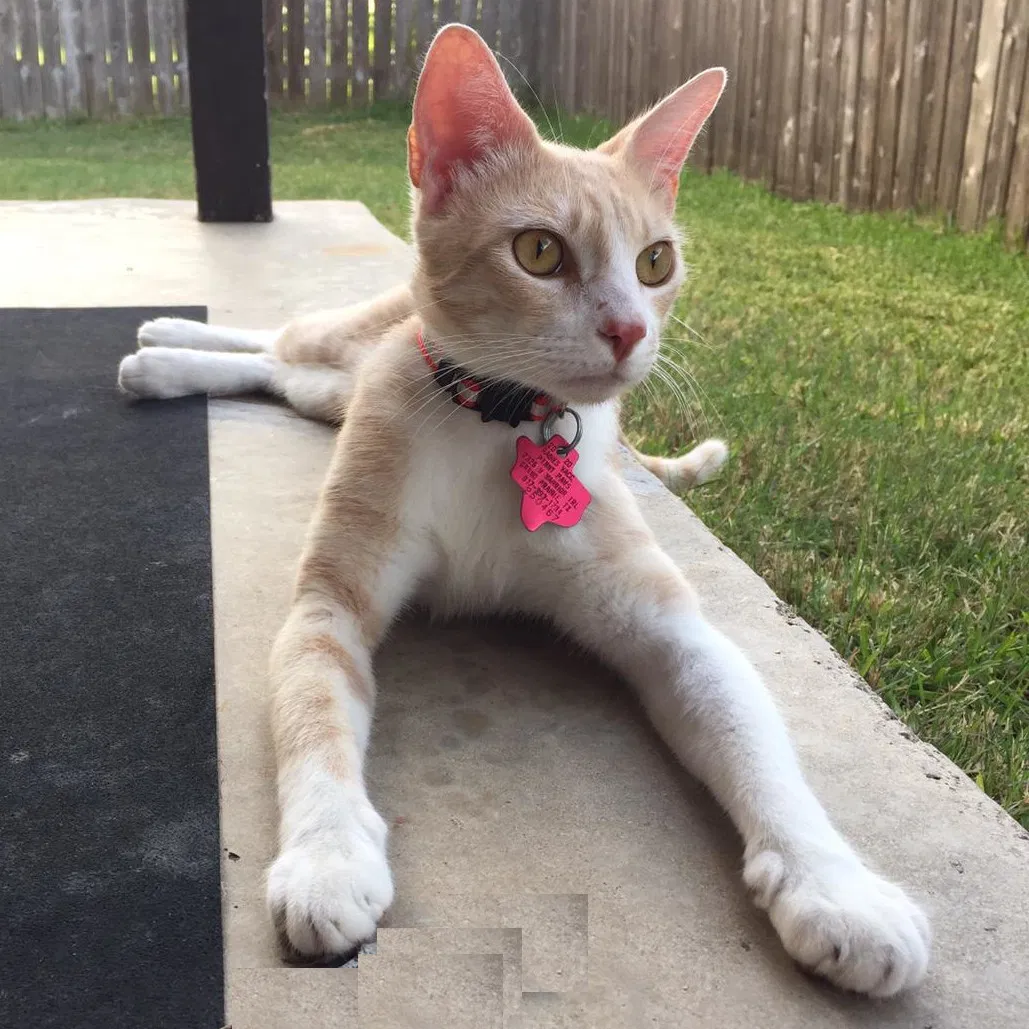 Lost cat in San Antonio, TX, 78244