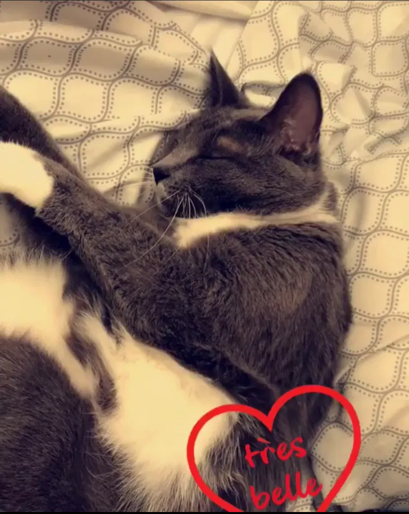 Lost cat in Sioux Falls, SD, 57108