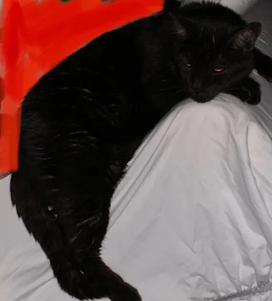 Lost cat in Pflugerville, TX, 78660