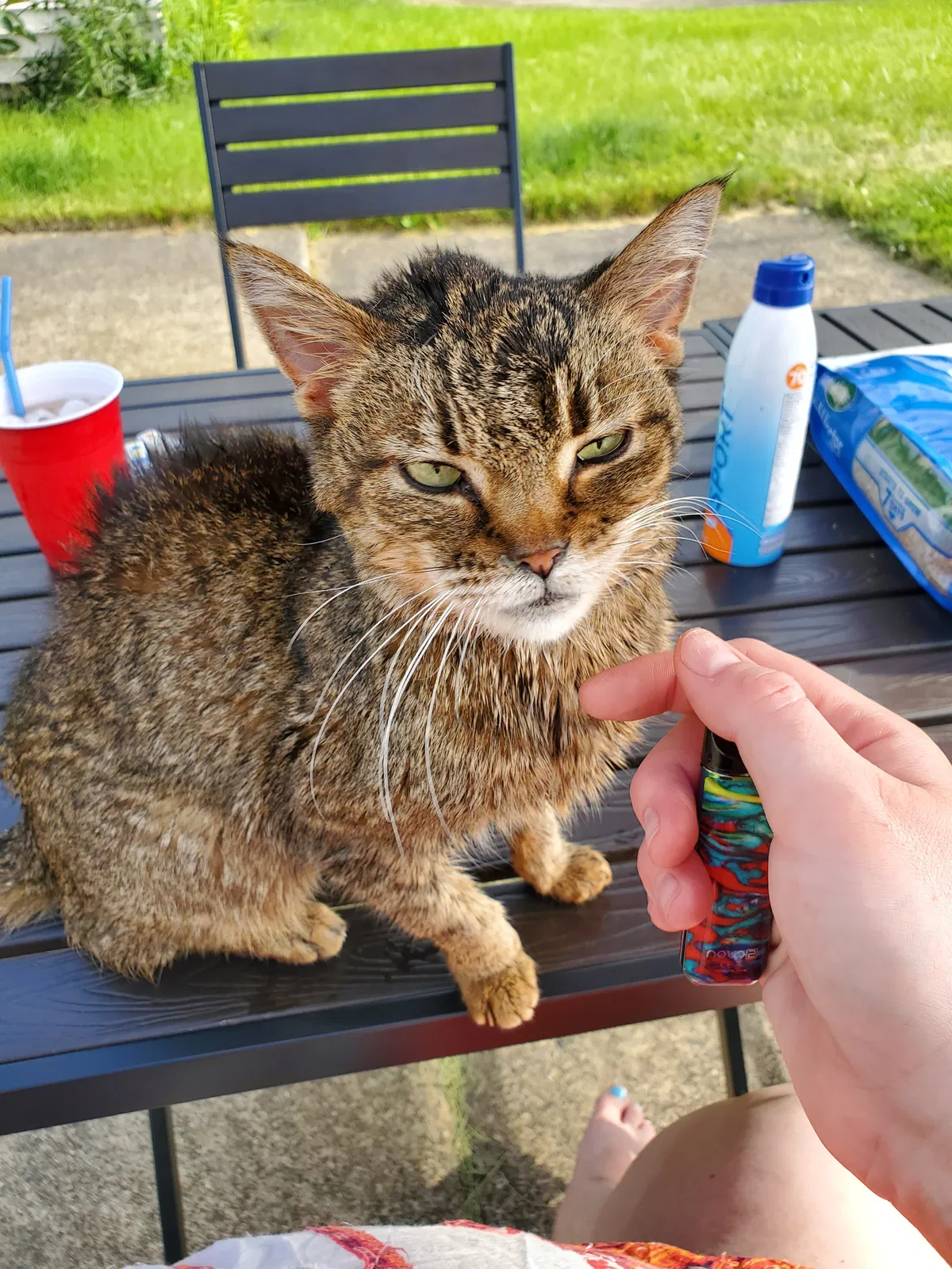 Lost cat in Youngstown, OH, 44509