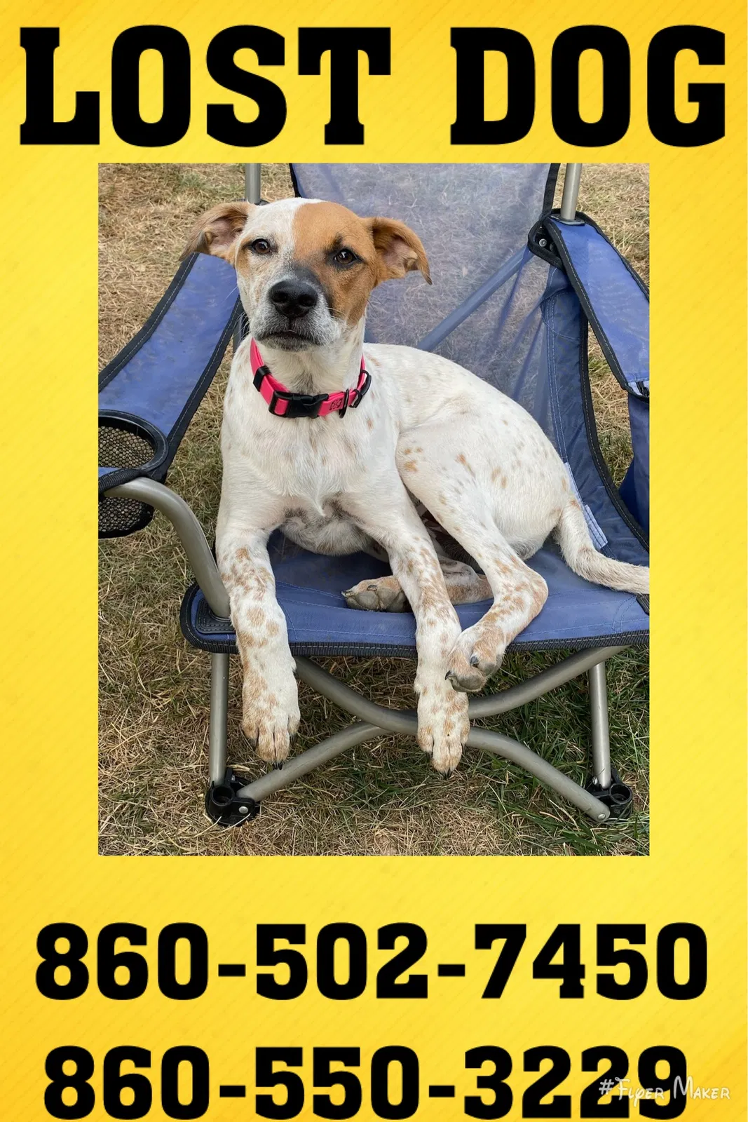 Lost dog in Windsor, CT, 6095
