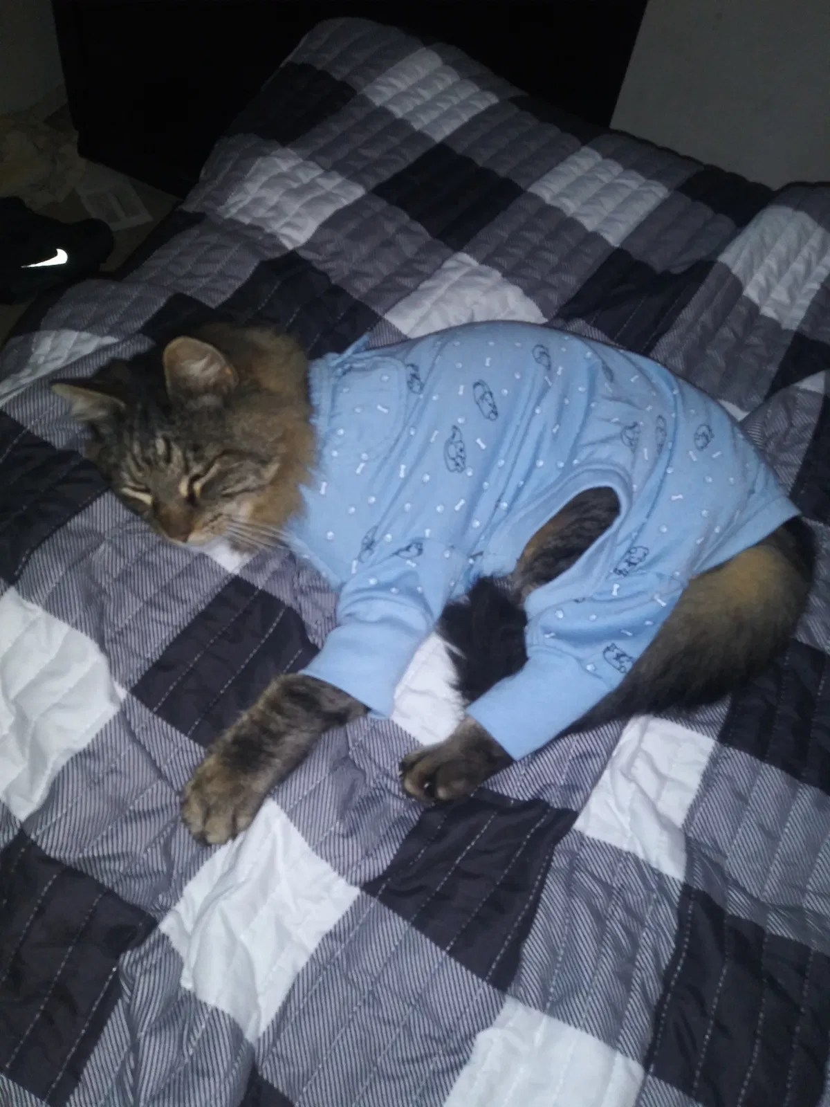Lost cat in Richmond, CA, 94805
