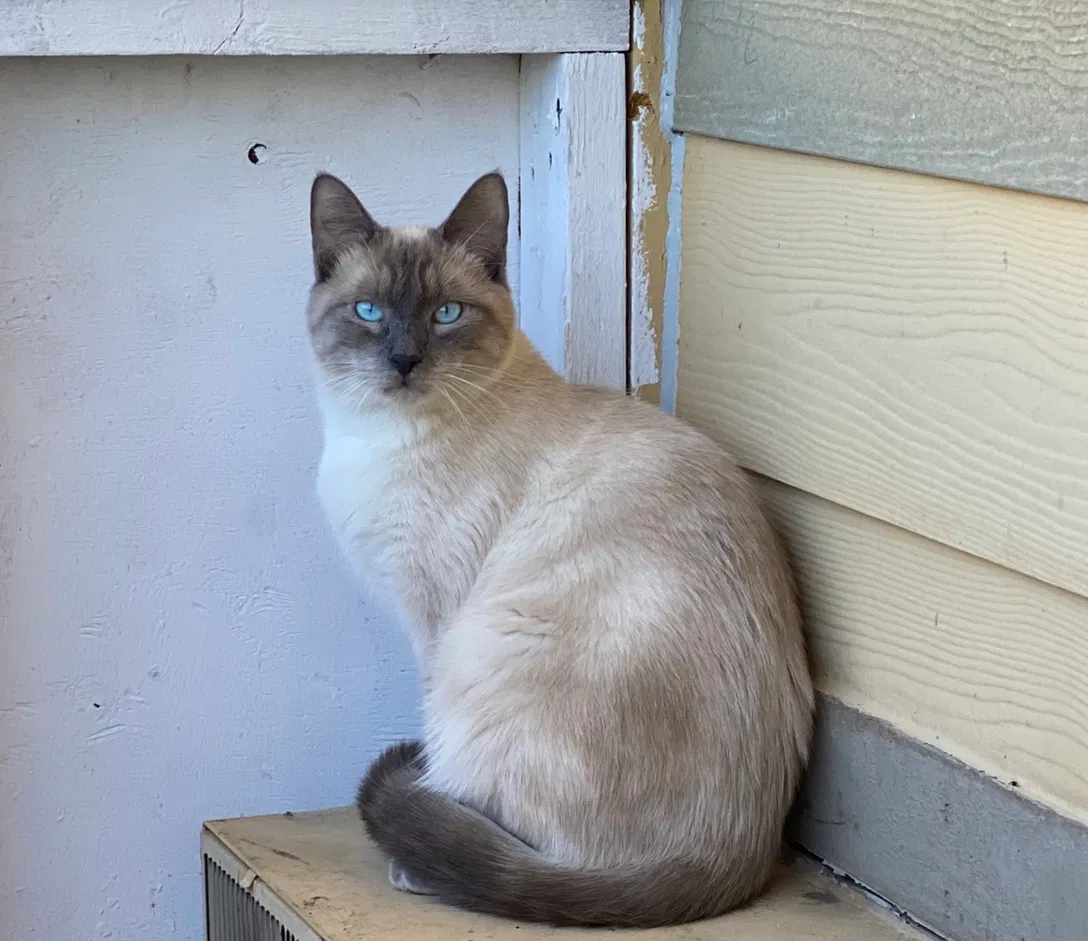 Lost cat in Colorado Springs, CO, 80909