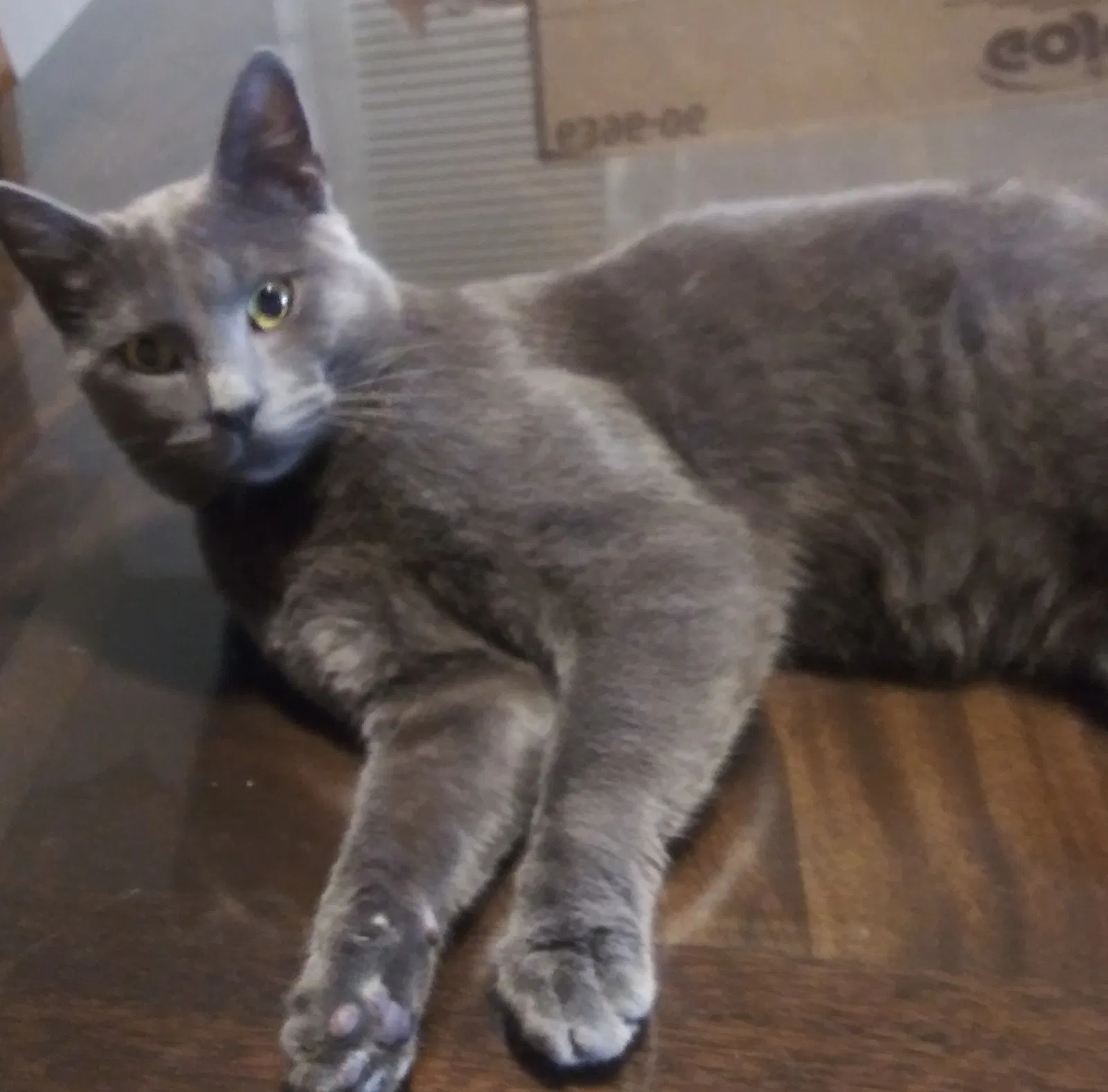 Lost cat in Virginia Beach, VA, 23452
