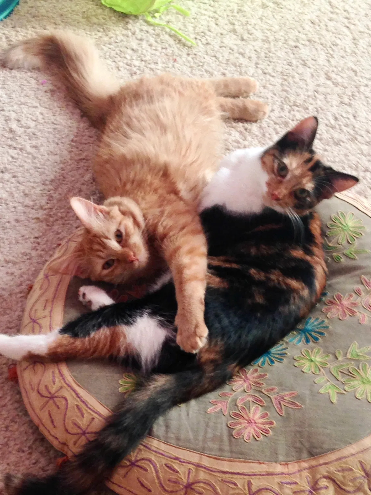 Lost cat in Fort Worth, TX, 76131