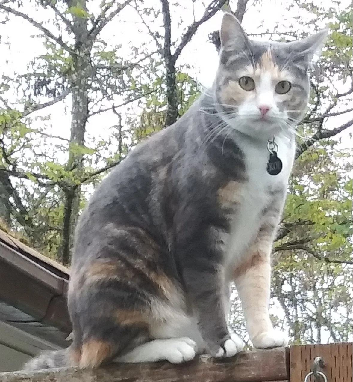 Lost cat in Tacoma, WA, 98444