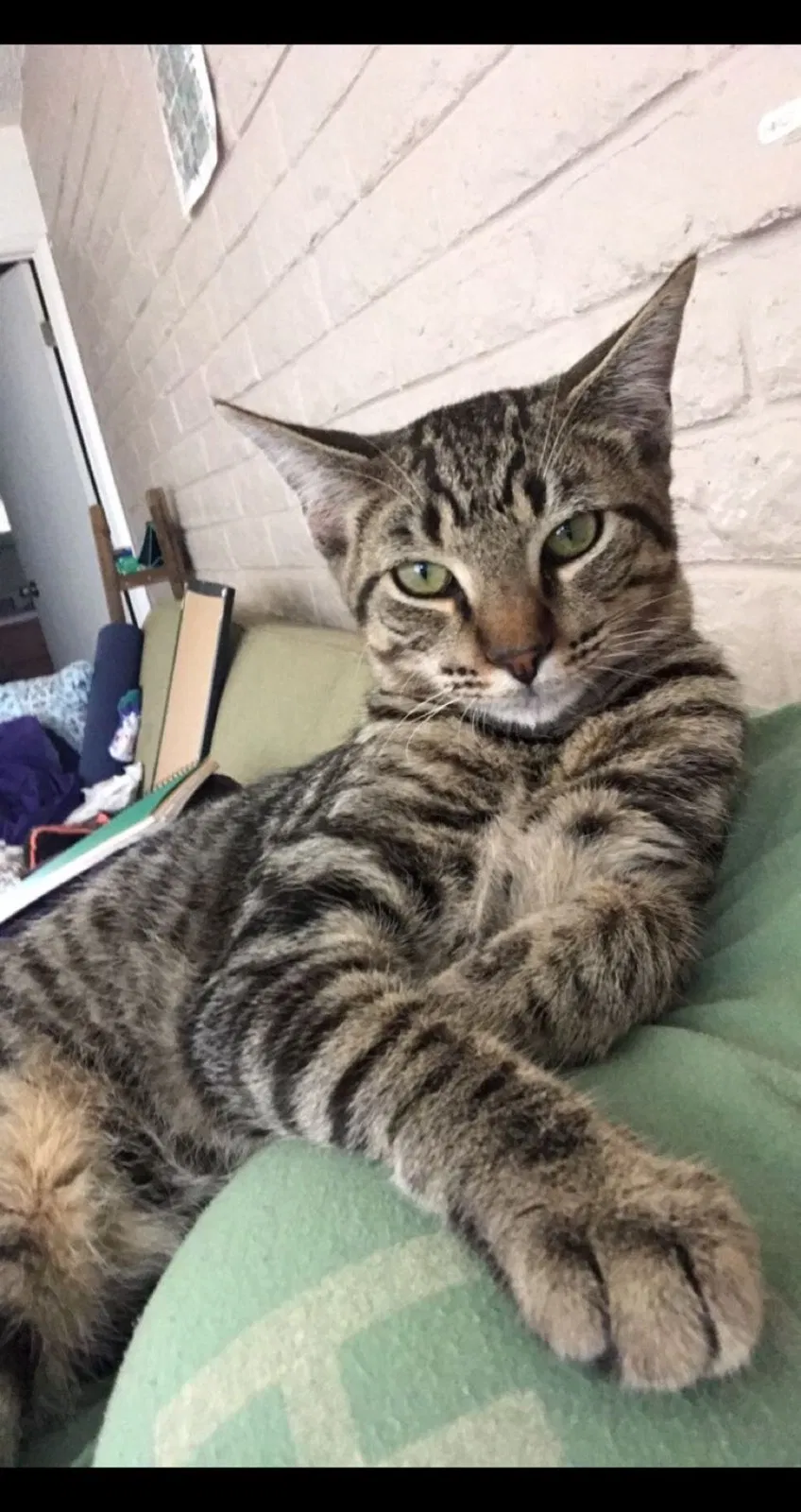 Lost cat in Scottsdale, AZ, 85257