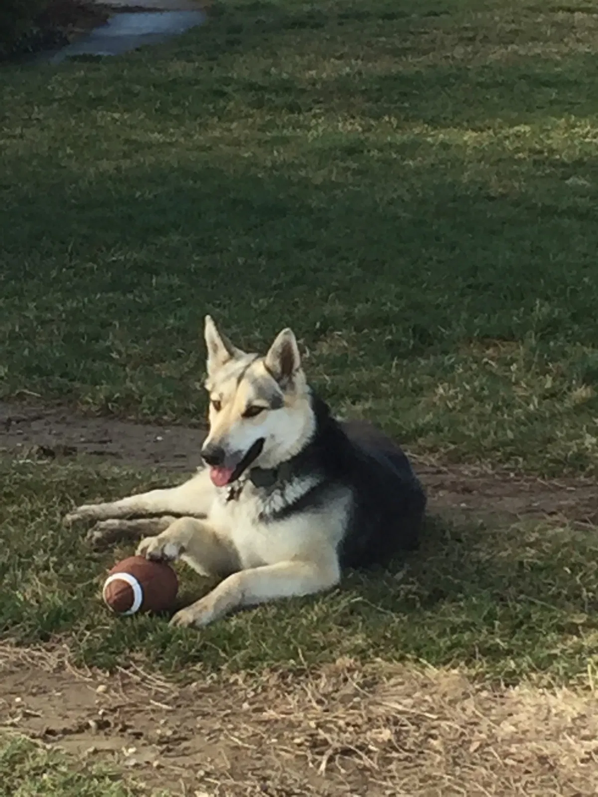 Lost dog in Sunnyside, WA, 98944
