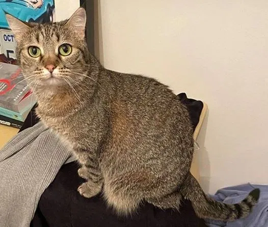 Lost cat in Draper, UT, 84020