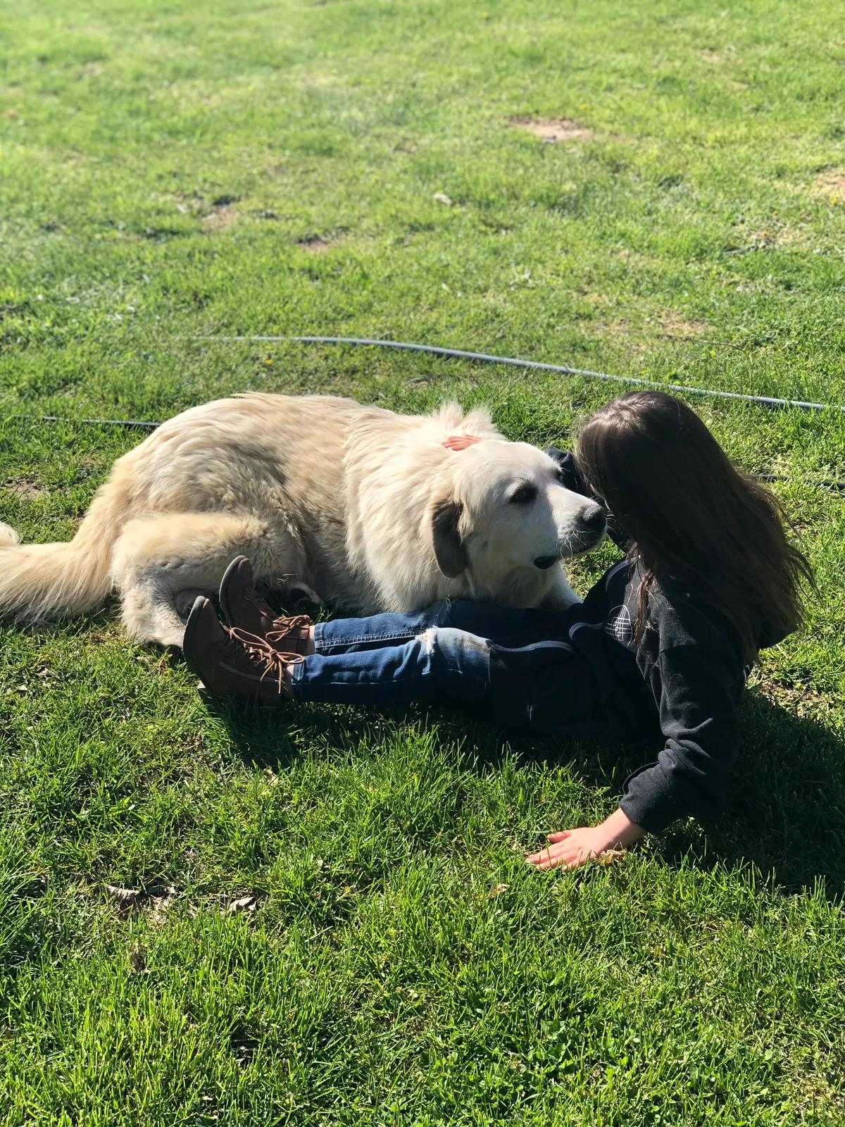 Lost dog in Martinsville, IN, 46151