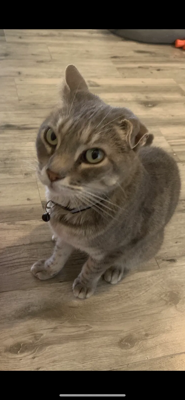 Lost cat in Deland, FL, 32724