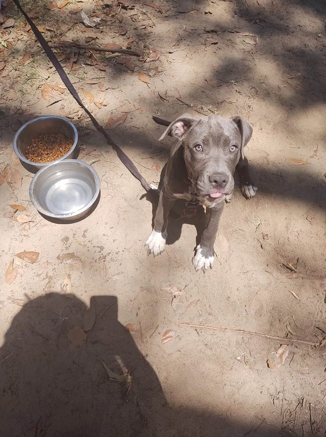 Lost dog in Newton, GA, 39870