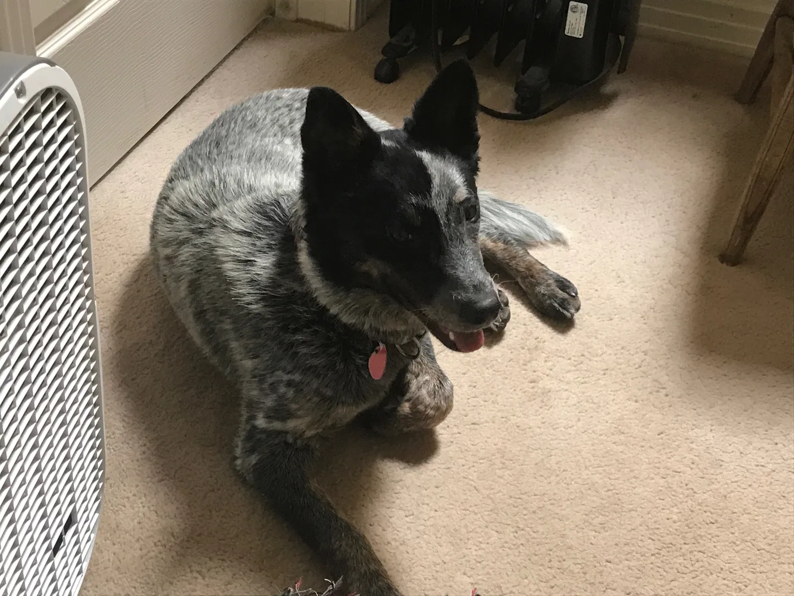 Lost dog in Santa Fe, NM, 87505