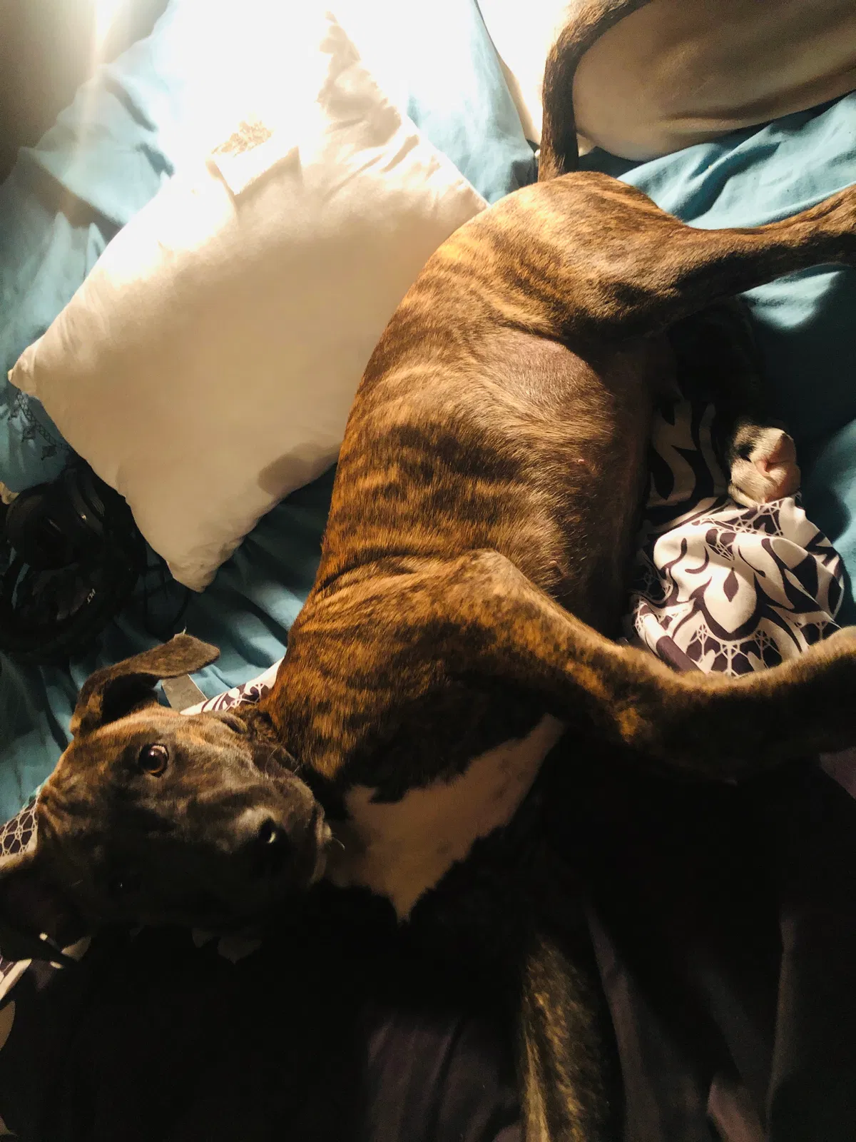 Lost dog in Odessa, TX, 79763