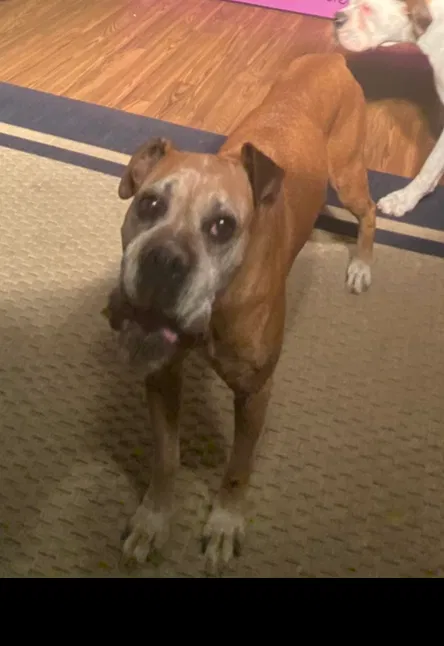 Lost dog in Fresno, CA, 93726