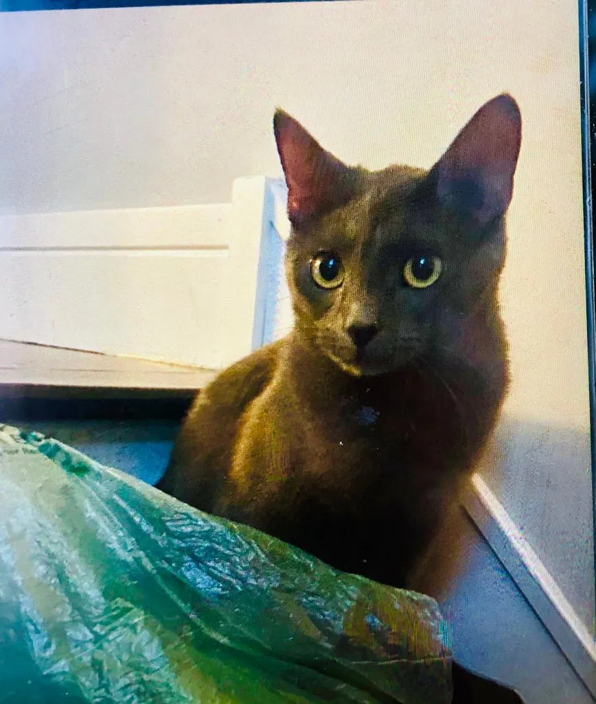 Lost cat in Chicago, IL, 60618