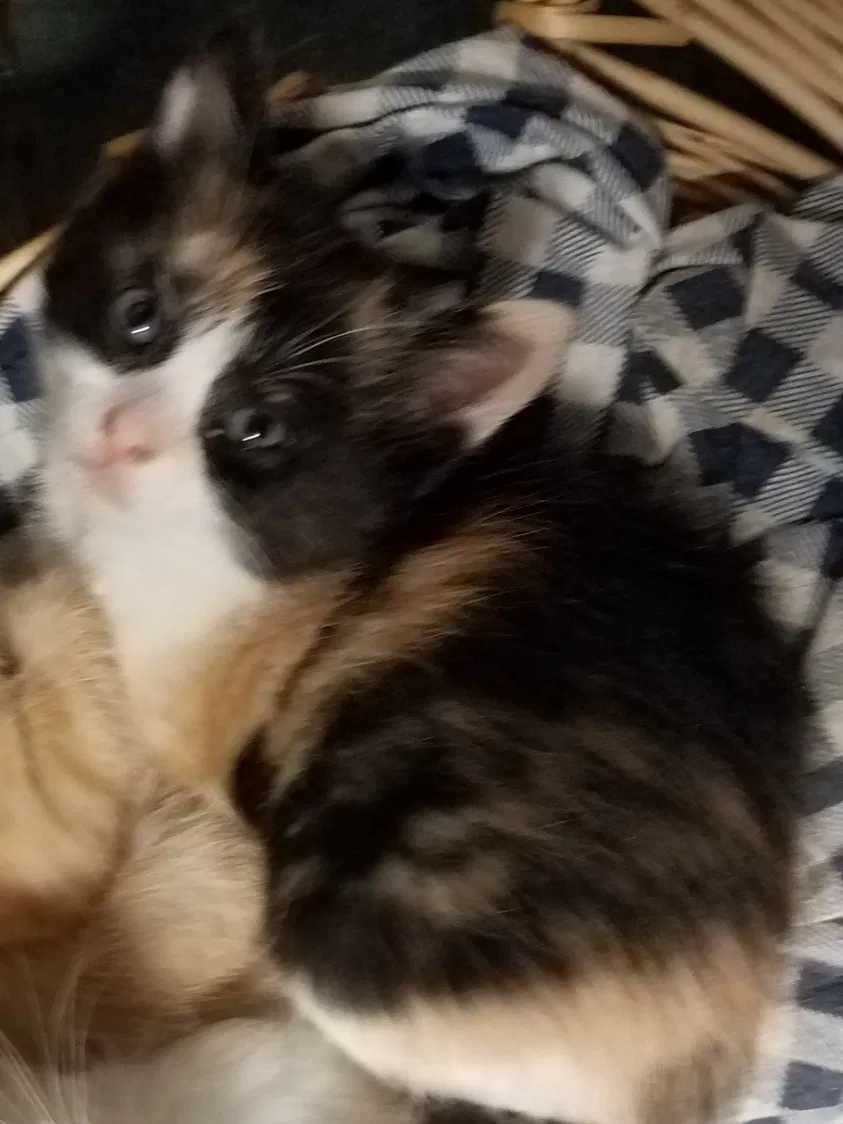 Lost cat in Glorieta, NM, 87535