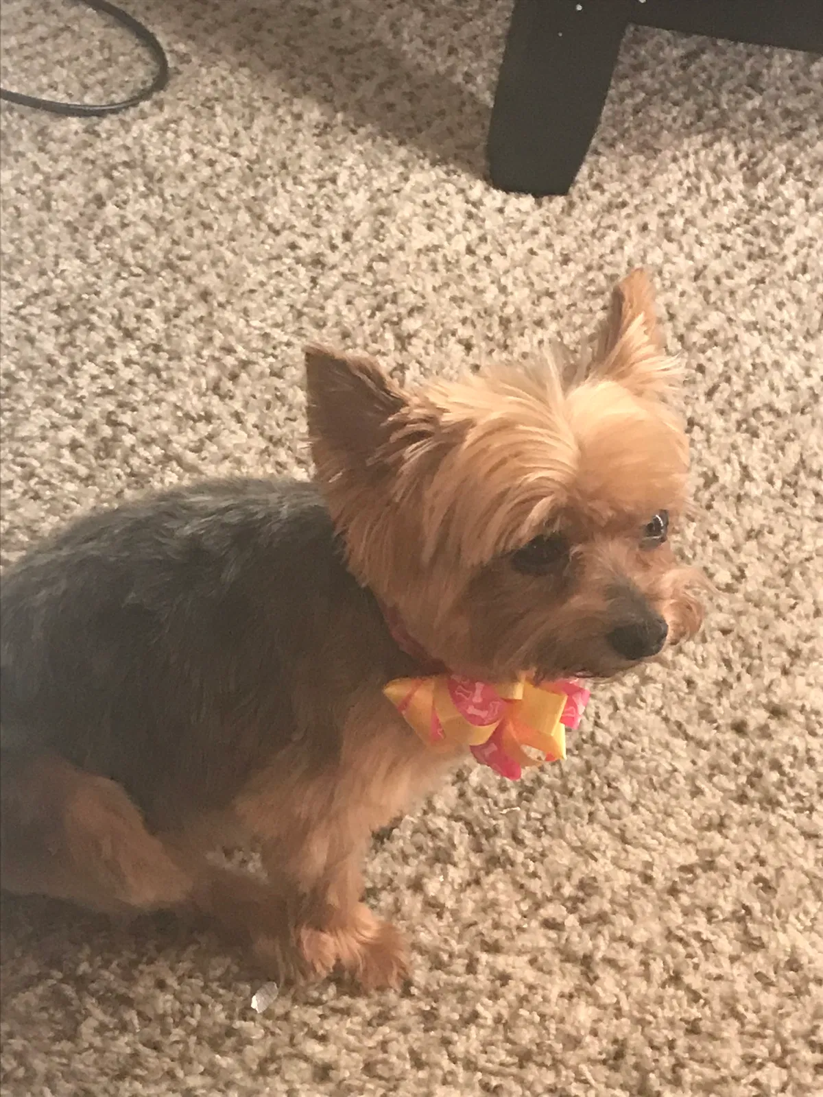 Lost dog in Aurora, CO, 80013