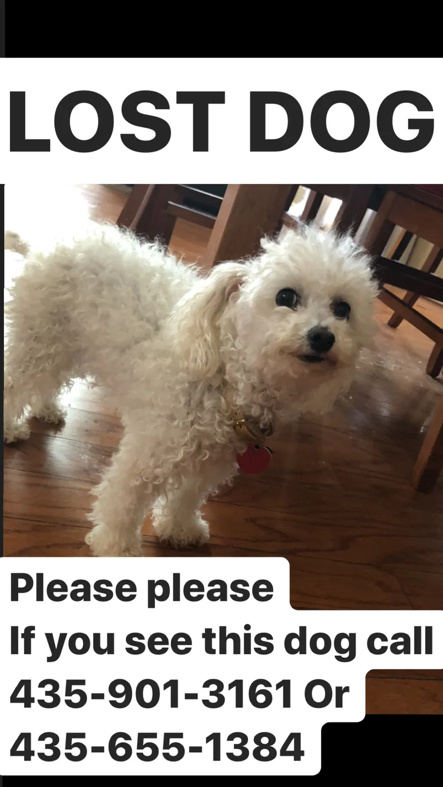 Lost dog in Washington, UT, 84780