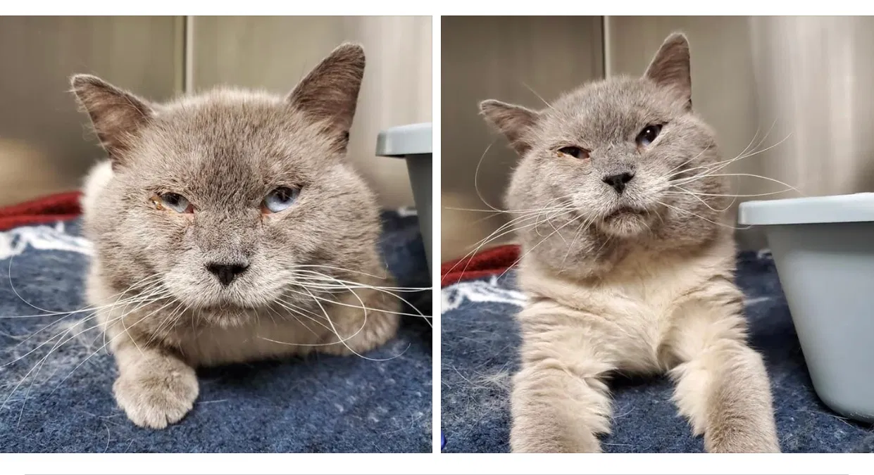 Lost cat in Forest Lake, MN, 55025
