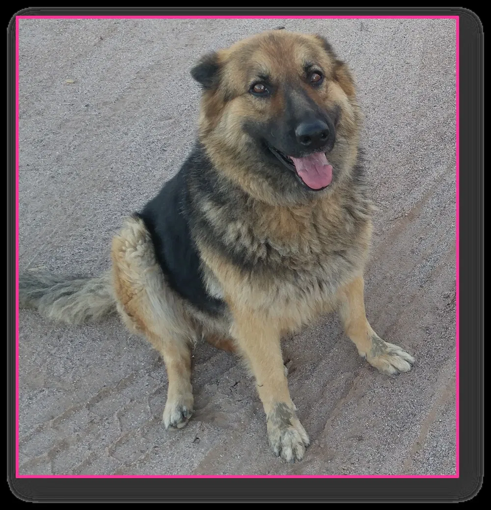 Lost dog in Tucson, AZ, 85756