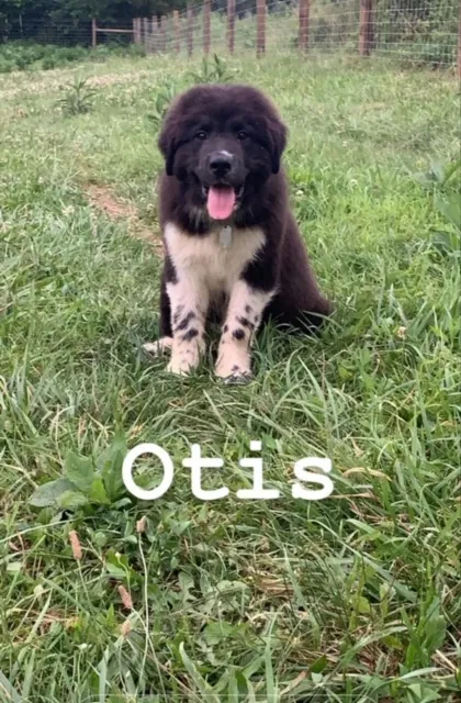Lost dog in Danville, KY, 40422
