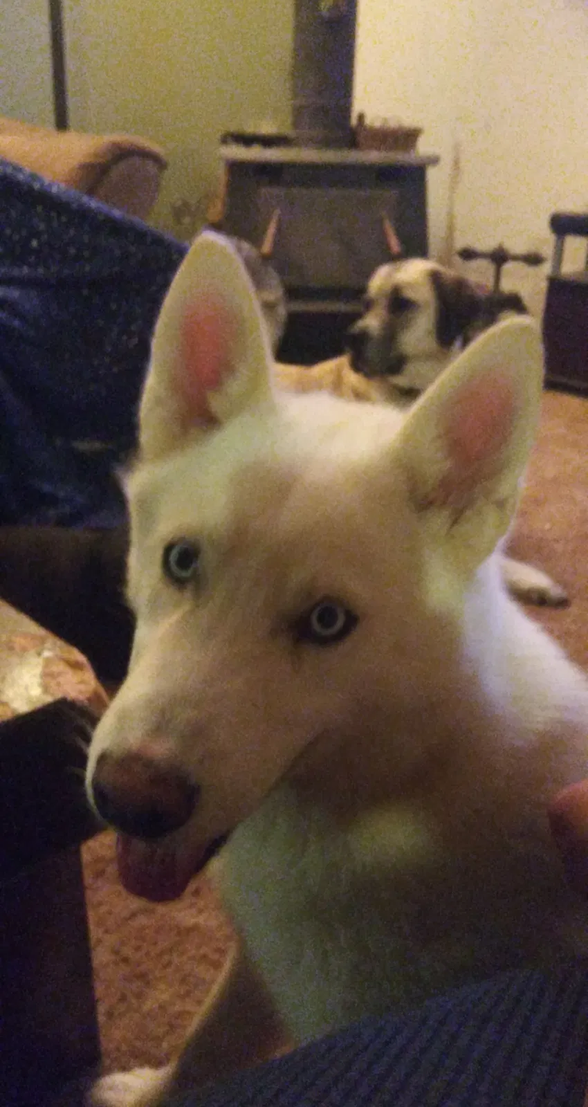 Lost dog in Rigby, ID, 83442
