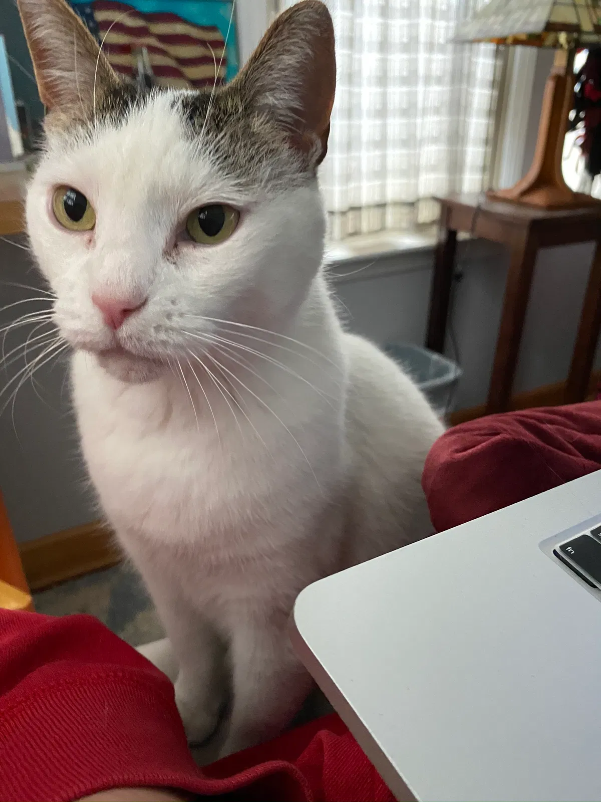 Lost cat in Wixom, MI, 48393