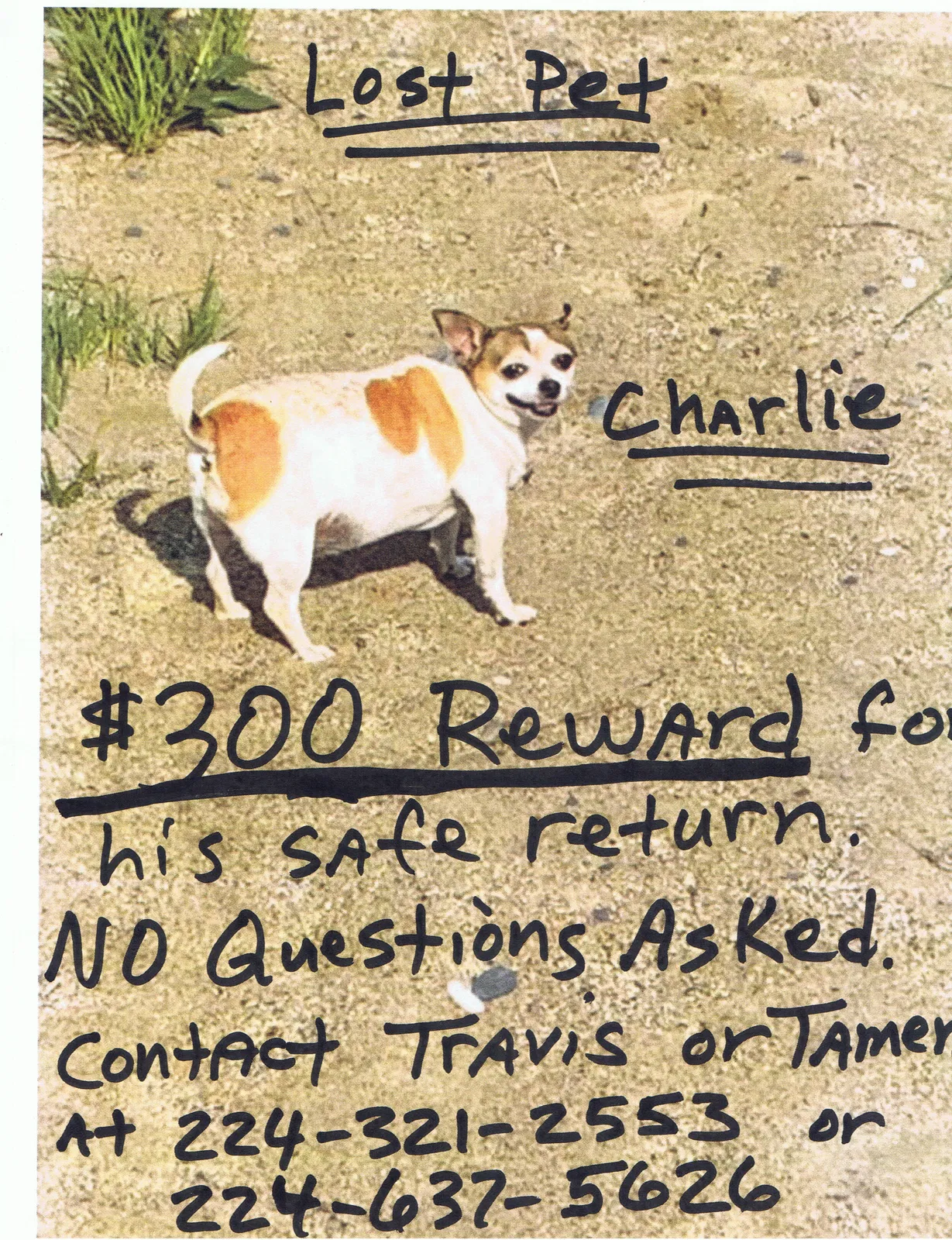 Lost dog in Zion, IL, 60099