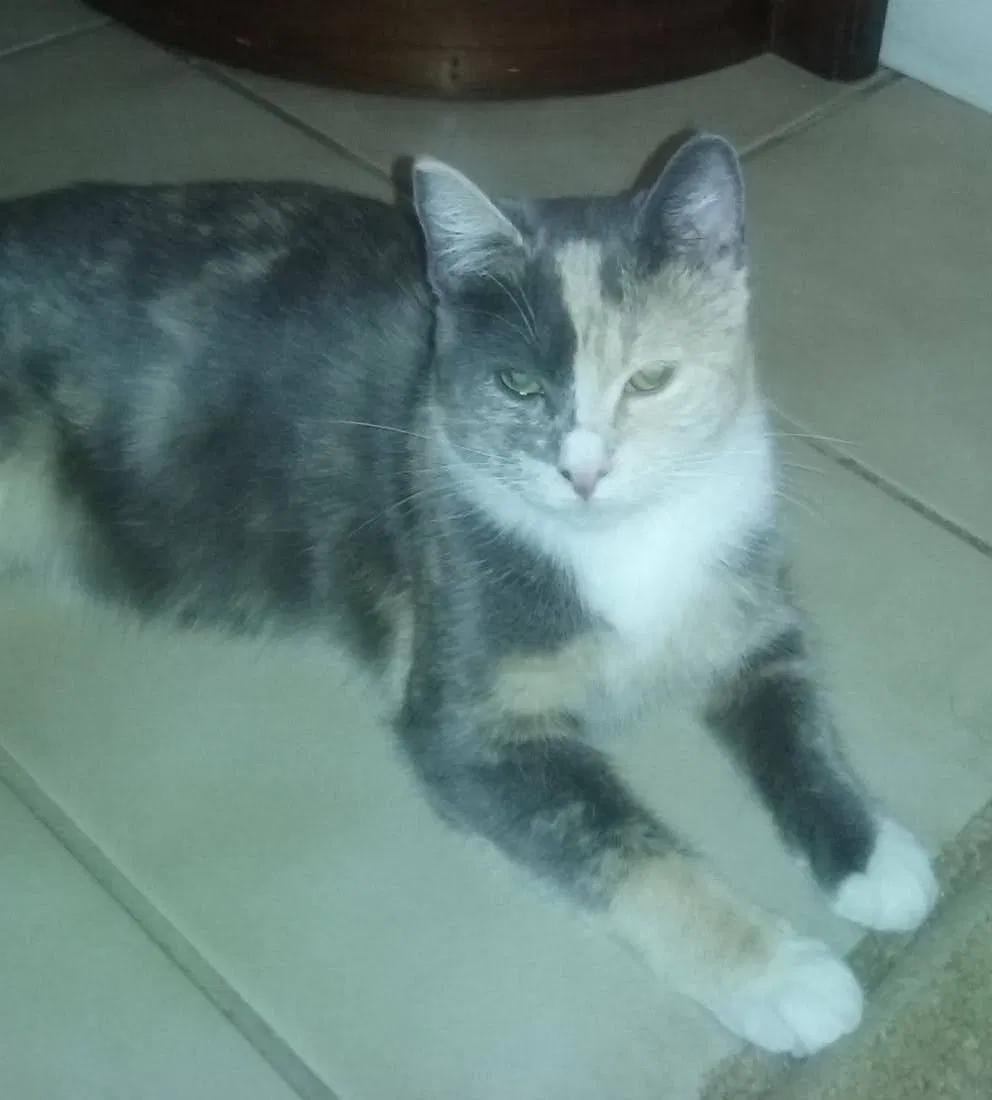 Lost cat in Elk Grove, CA, 95624